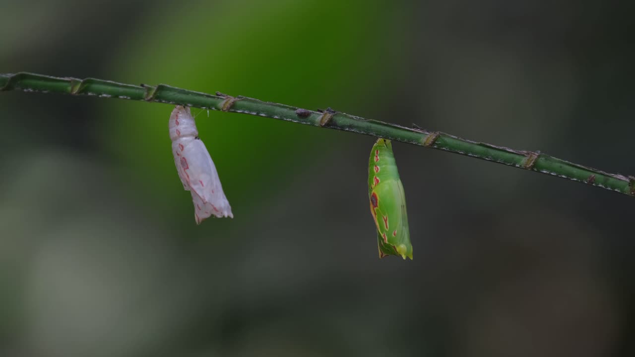 capullo blanco y verde ligeramente separado en una rama