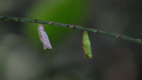 white and green cocoon slightly separated on a branch