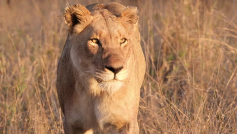 león africano sacudiendo la cabeza mientras caminaba sobre la sabana