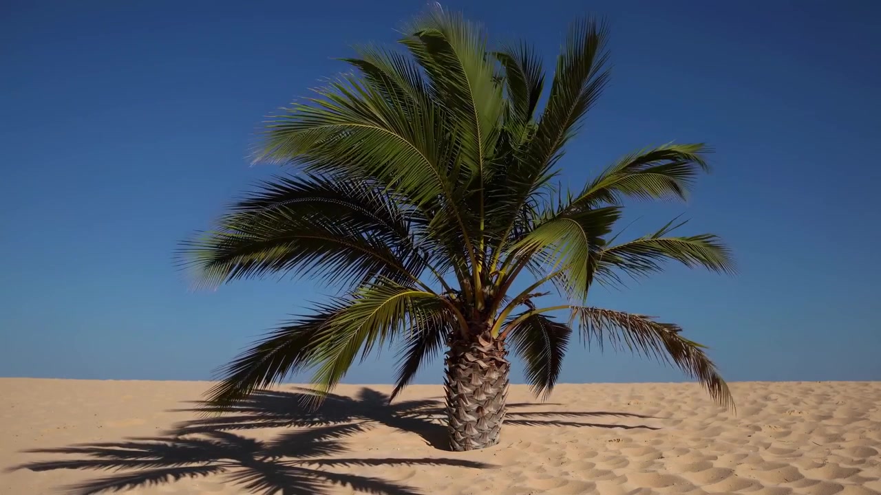 Palmeira solitária balançando ao vento em uma praia de areia