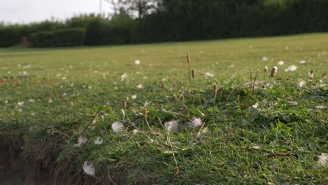 white bird feathers in the the grass