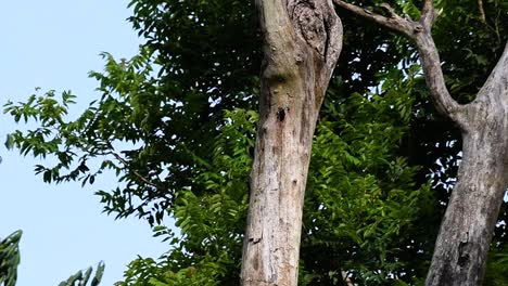 The-Clouded-Monitor-Lizard-is-found-in-Thailand-and-other-countries-in-Asia