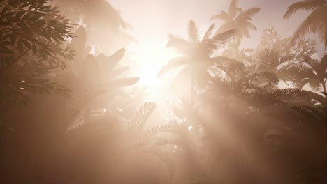 Sunset-Beams-through-Palm-Trees