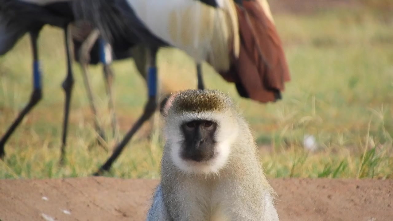 アフリカのサバンナで食事をするベルベットモンキー