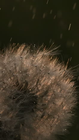 dew drops on a dandelion seed head