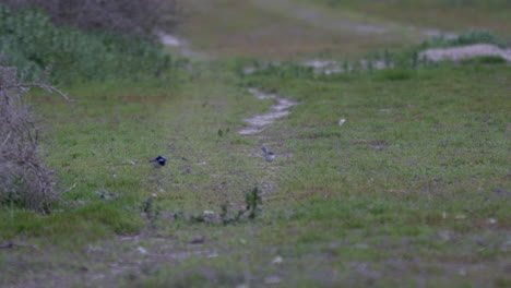 Superb-fairywren-feeding-in-grass-near-wild-rabbits