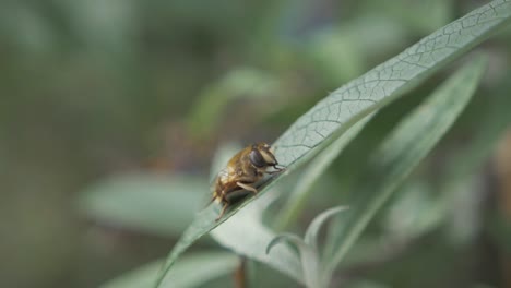 Avispa-Obrera-En-Macro-De-Licencia-Verde