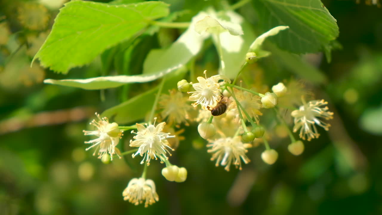Honey bee, apis mellifera carnica, pollinating blooming tree blossoms, close up, slow motion