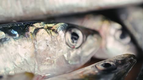 close-up of fresh sardines