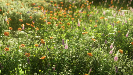 orange and purple wildflowers bloom in a vibrant spring meadow