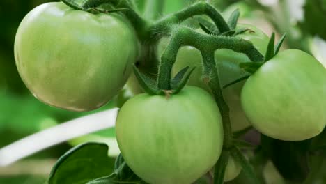 tomates verdes sin madurar colgando de la vid en el jardín