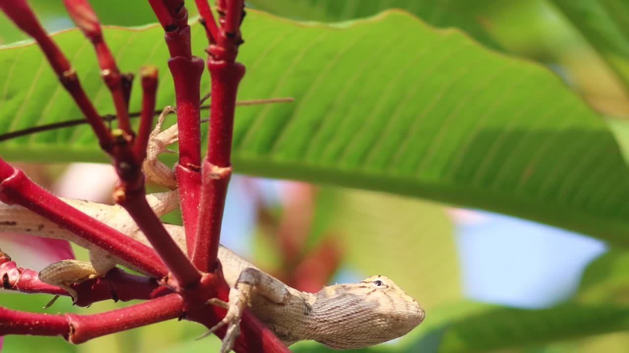 A lizard rests on vibrant red stems surrounded by lush green leaves in a sunny outdoor setting.