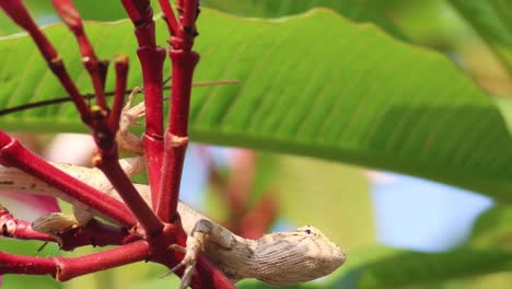 a lizard rests on vibrant red stems surrounded by lush green leaves in a sunny outdoor setting.