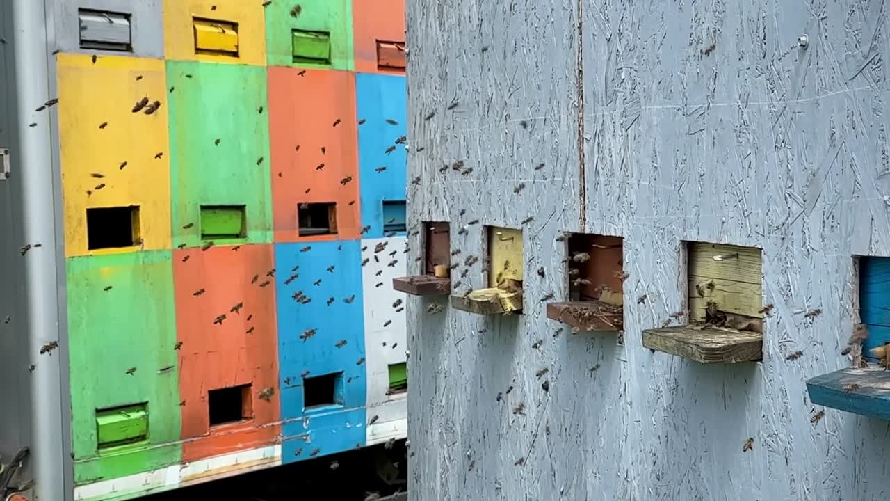 Bees buzzing around hive collecting nectar and pollen