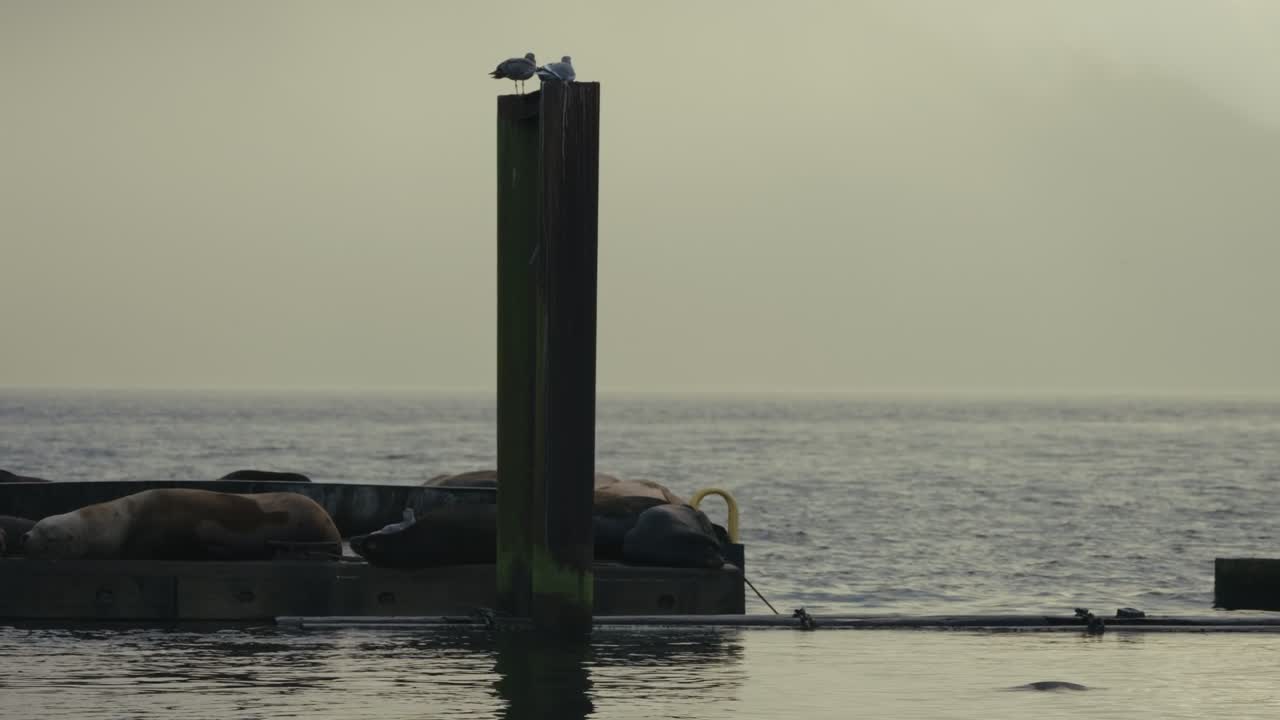 Sea lions resting by water in Cowichan Bay, calm and peaceful scene
