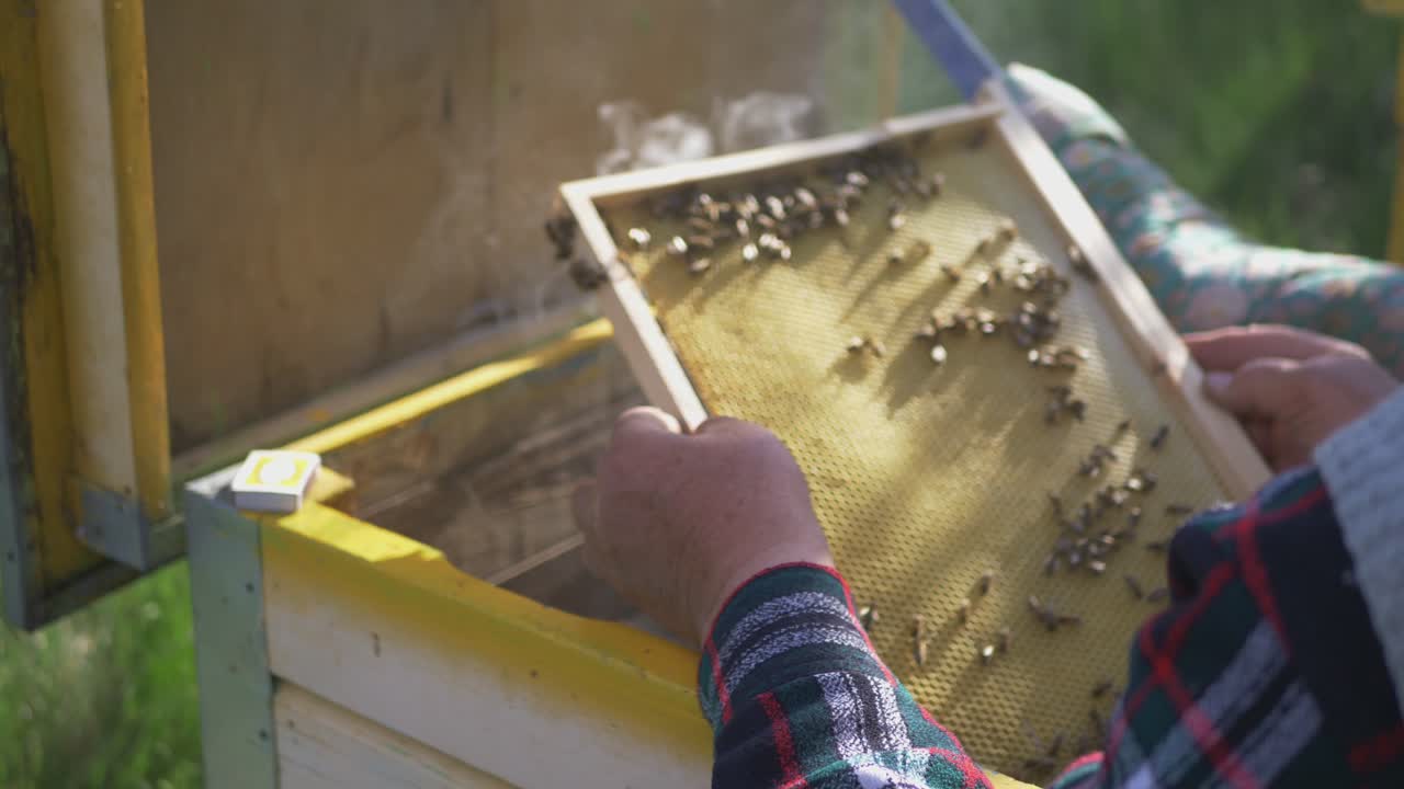 пчеловод достает деревянную рамку с медом из улья медоносной пчелы и осматривает ее
