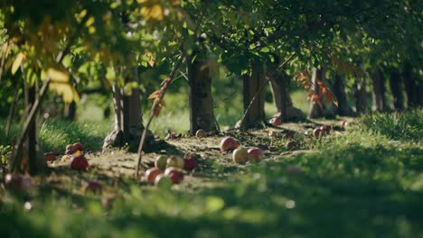 Manzanas-Rojas-En-El-Suelo-Debajo-De-Los-Manzanos.