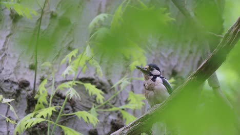 great spotted woodpecker mother bird perched on a tree branch with food in the mouth - wildlife, forest