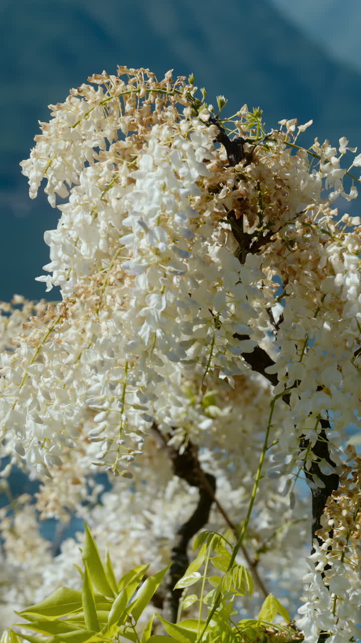 Wisteria in bloom