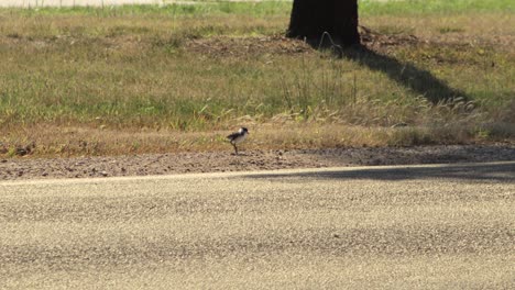 baby chick masked lapwing plover walking on roadside