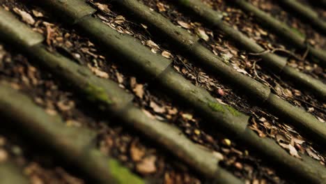 old tile roof with moss