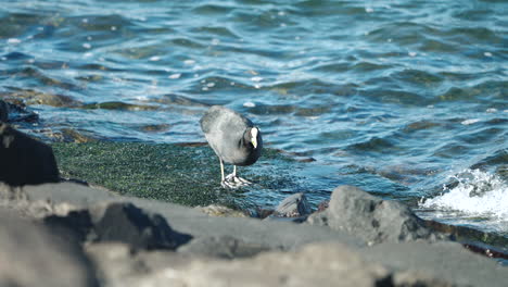 Eurasian-Coot-On-Rocky-Seashore-While-Eating-Algae-During-Daytime-In-Tokyo-Japan