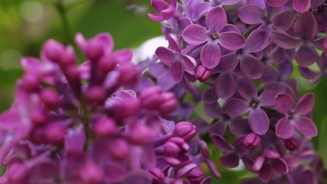 primer plano de las flores lilas violetas en un día soleado de primavera