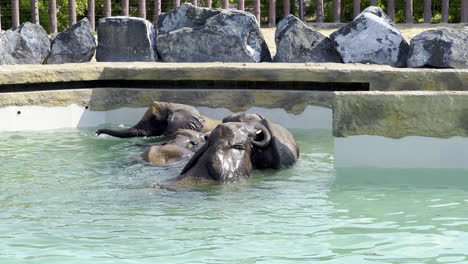 baby elephants swimming and submerge in a pool inside a safari park