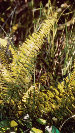 closeup of a fern