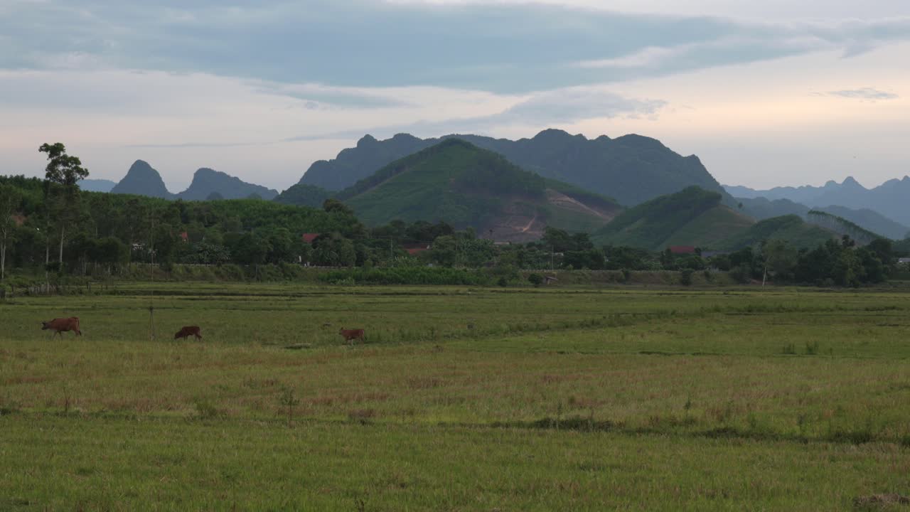 Cattle graze across green paddies and grassland in Phong Nha, Vietnam, with village houses and karst hills beyond under a calm cloudy sky, wide static handheld shot