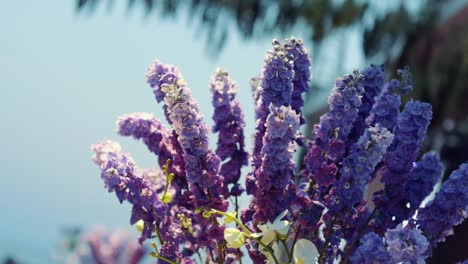 close-up shot of lilacs in an organization