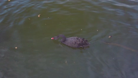 Los-Patos-De-Pico-Rojo-Nadan-Y-Juegan-Sobre-El-Lago-En-Un-Parque-Con-Bagres-Y-Tortugas-Bajo-El-Agua-Oscura