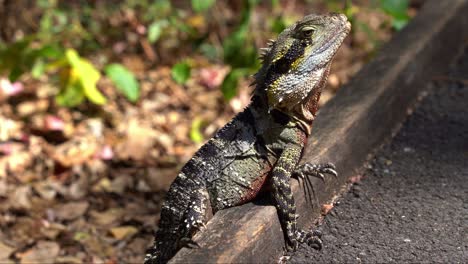 wild and mature male australian eastern water dragon, intellagama lesueurii spotted basking on the kerbside of a forest ground with deep red colour on the chest and belly area, close up shot