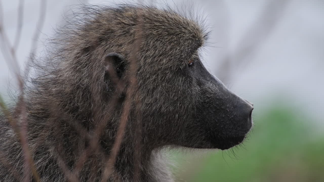 Primo piano di un primate babbuino olivaceo in natura selvaggia