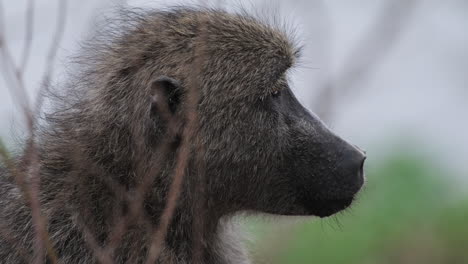 Vista-Cercana-De-Un-Primate-Babuino-Oliva-En-La-Naturaleza-Salvaje