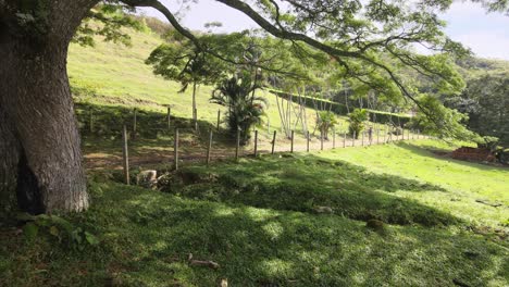 árboles y montañas de colombia y jamundi