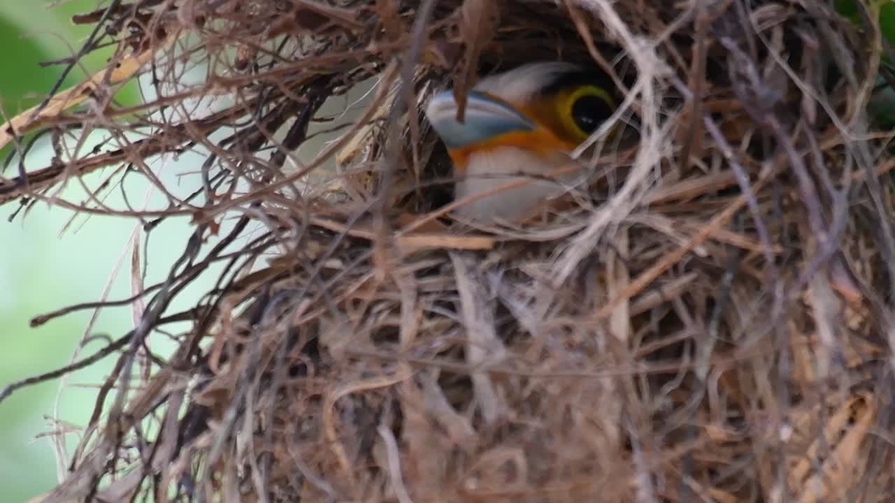 Il beccolargo dal petto argentato è un uccello famoso in Thailandia, sia a livello locale che internazionale.