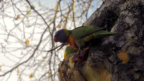 loritos sentados en el árbol en zona urbana