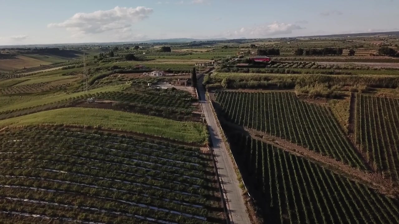 Aerial drone view of a straight country road cutting through vast vineyards and agricultural fields in the Sicilian countryside, Italy, with rolling hills and a bright sky in the distance.