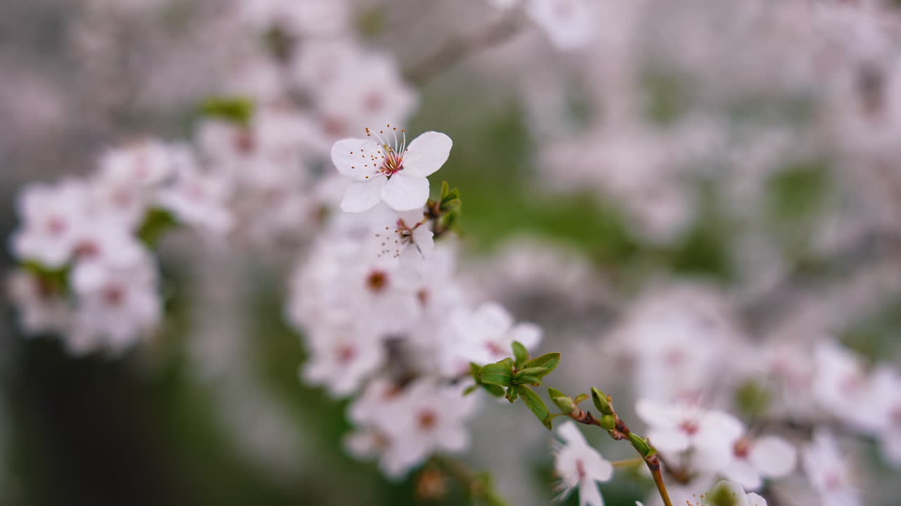 Blooming cherry branch. White flowers on a blossom tree on blur background. Beautiful spring bloom background. Close-up.