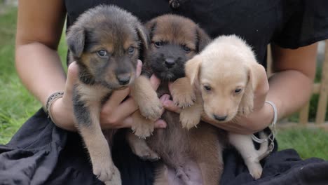 Toma-En-Cámara-Lenta-De-Tres-Lindos-Cachorros-Retenidos-Por-Una-Mujer-Afuera