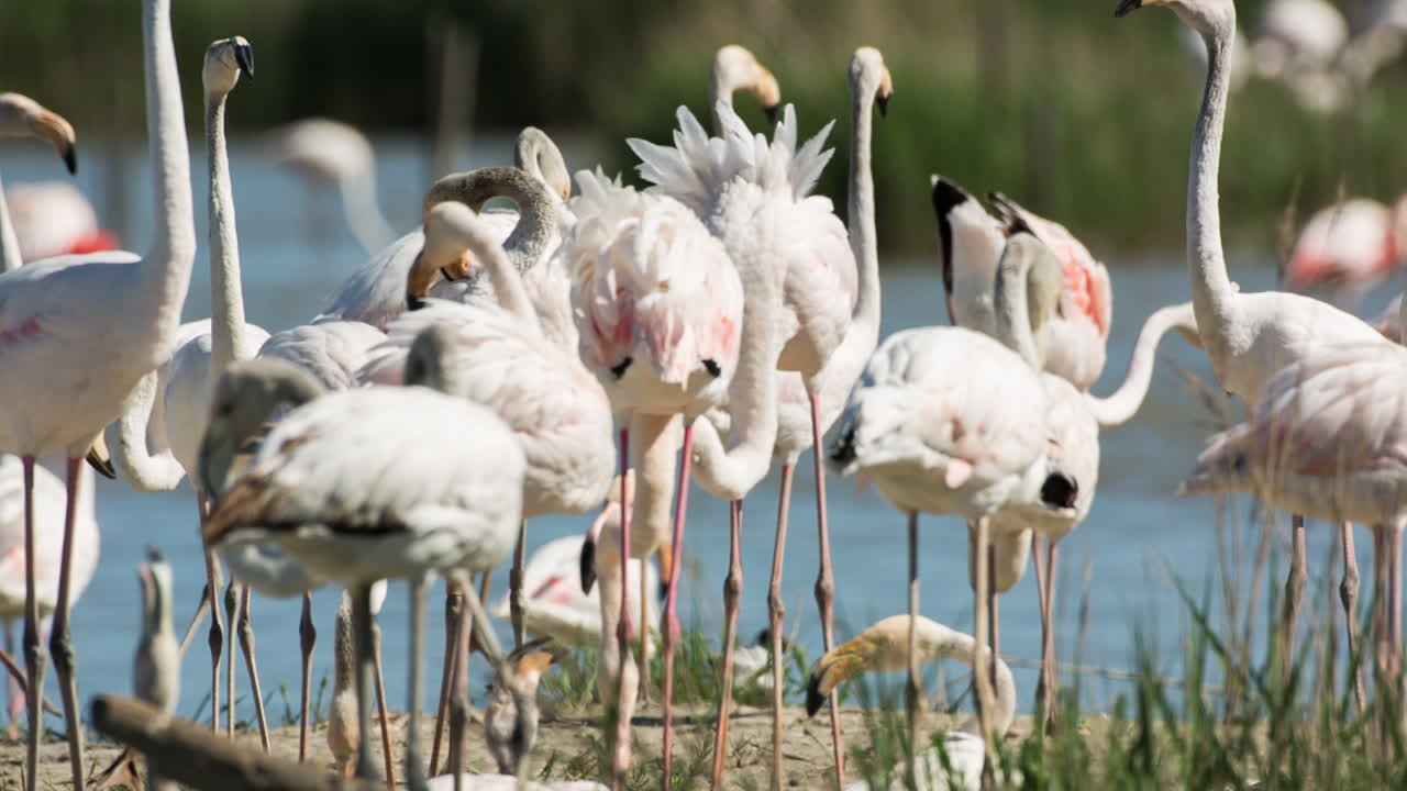 카마그 플라밍고 32