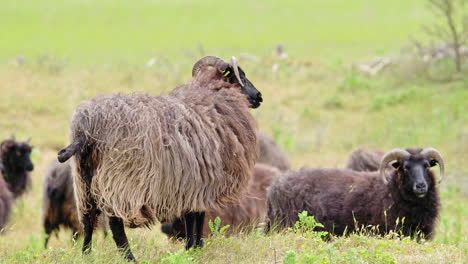 Hebridean-sheep,-adult,-grazing-coastal-grassland,-reserve-habitat-management,-Gibraltar-Point-N