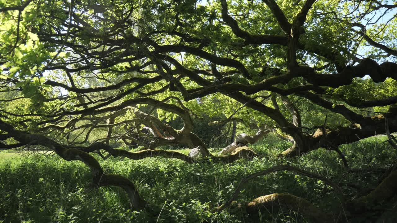 branches of oak tree growing close to the ground