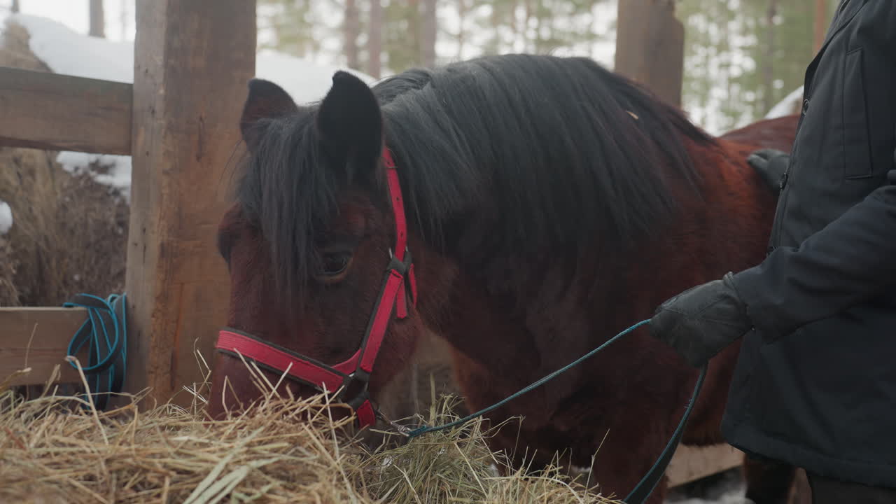 Тренер успокаивает лошадь, поглаживая ее по гриве возле кормушки с сеном; спокойное взаимодействие в зимнем загоне с терпеливым животным и уверенной рукой; эмоциональное спокойствие, тактильная связь и защитное присутствие в шлеме