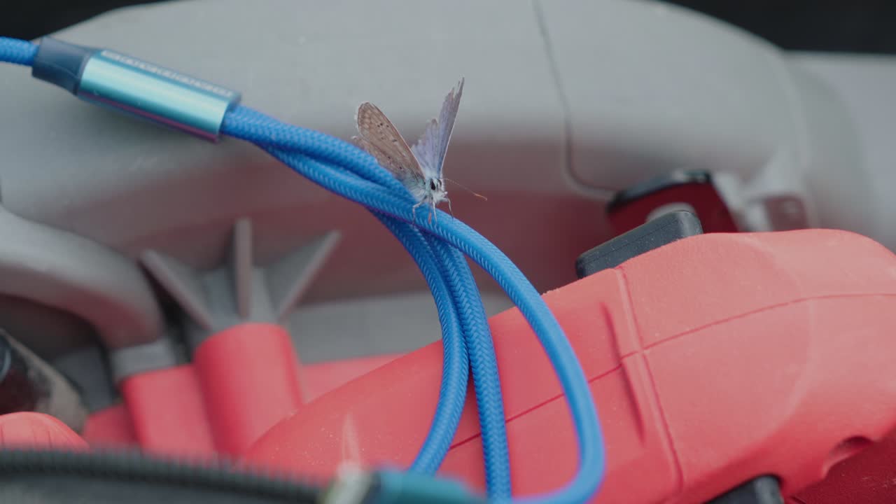 Nærbillede af en lille sommerfugl, der hviler på en blå elektrisk ledning, der er draperet over et rødt elværktøj