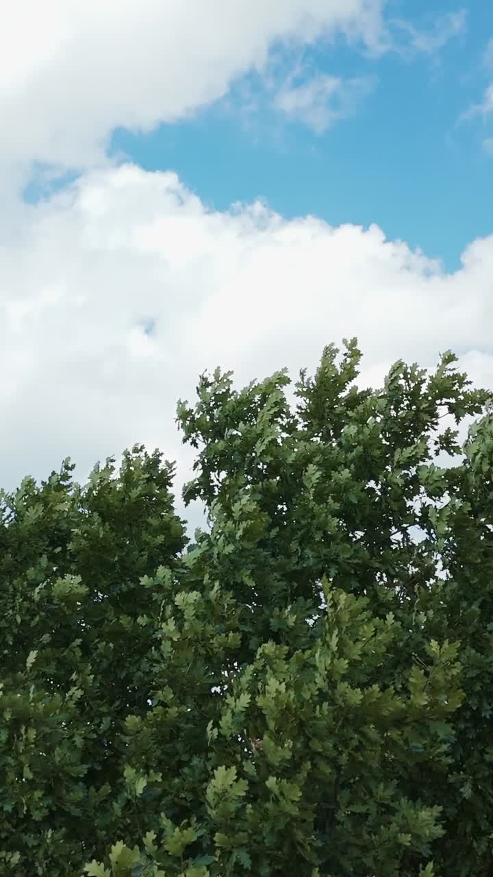Tall common oak (Quercus robur) trees move in the breeze beneath a bright blue sky with scattered clouds, captured in vertical framing on a windy day