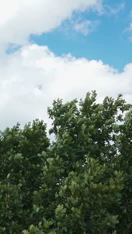 tall common oak (quercus robur) trees move in the breeze beneath a bright blue sky with scattered clouds, captured in vertical framing on a windy day