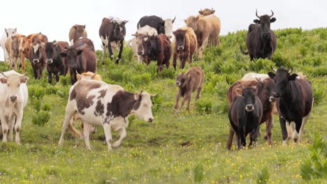 cows together grazing in a field. cows running into the camera.