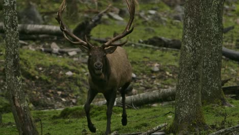 elk bull running in rain slomo during rut season